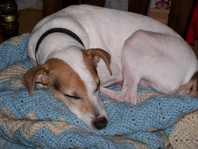 Bandit chilaxin' on Jeanne & Andy's couch.