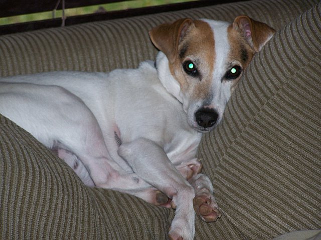 Bandit relaxin' on the back of the couch.