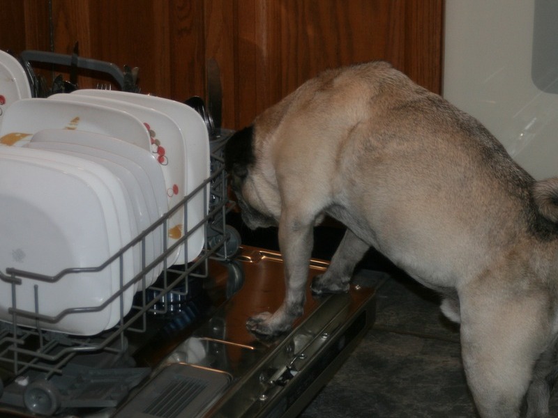 Always willing to help with the dishes