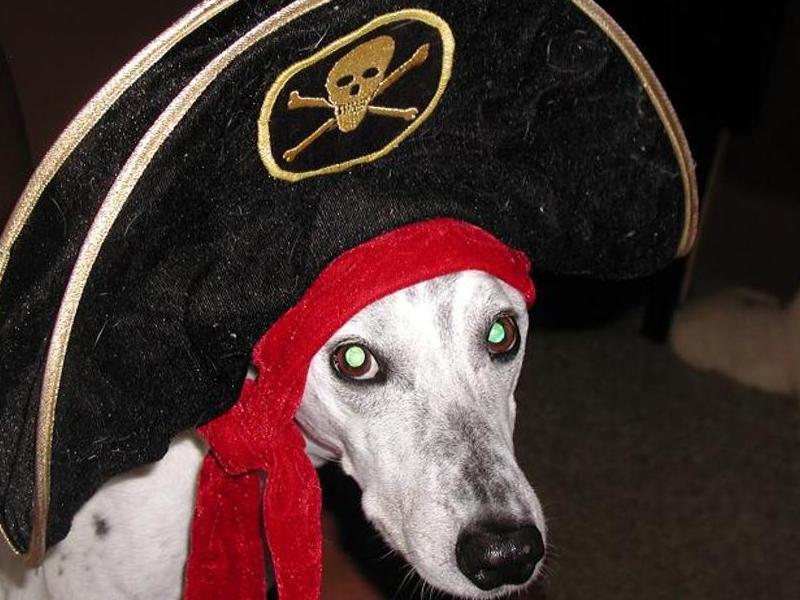 Bandit the Pirate.