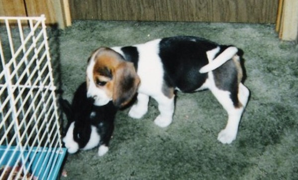 Baylee as a puppy with our bunny.