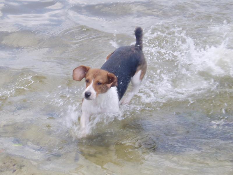 playing at the dog beach