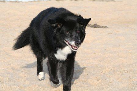Bear at the beach
