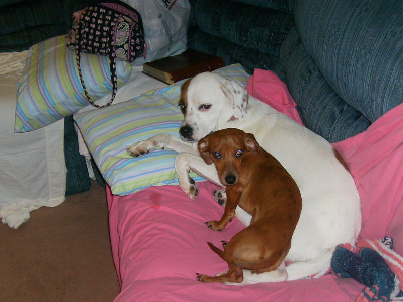 Patches & Cissie taking it easy on the couch