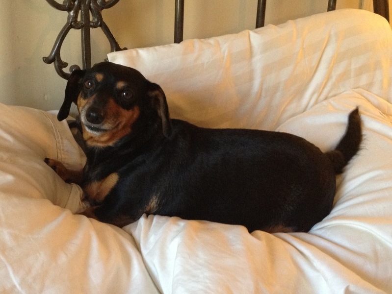 Bella on mama's pillow