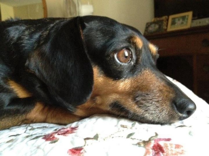 My sweet girl watching squirrels
