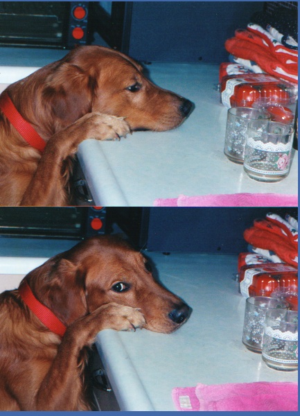 Benji waiting for a tomato at age 2