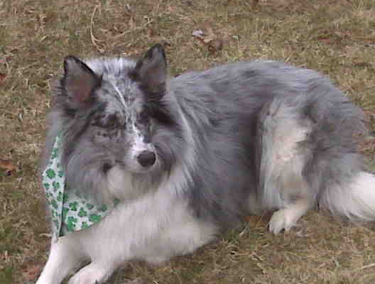 Candie loved her bandannas