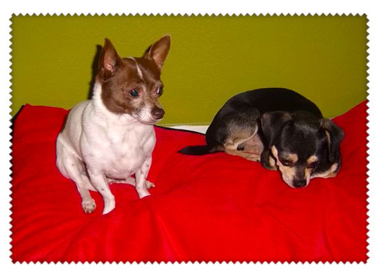 Bandit & Oliver sharing their bed together