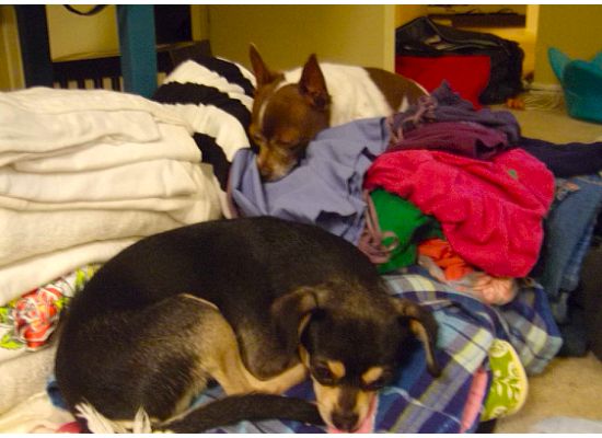 The boys sleeping on warm laundry out of the dryer