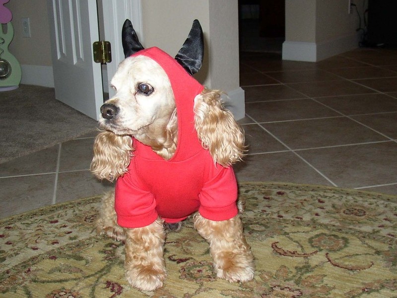 Boomer dressed for Halloween