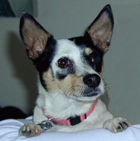 Puppy glamour shot -All Ears!