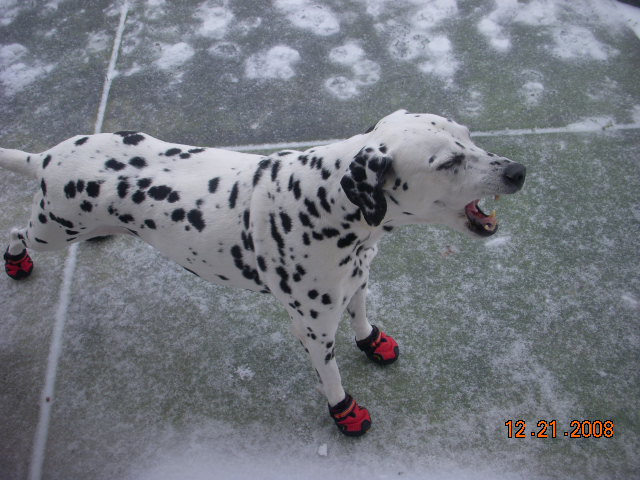 Her winter booties, so she could walk on the ice