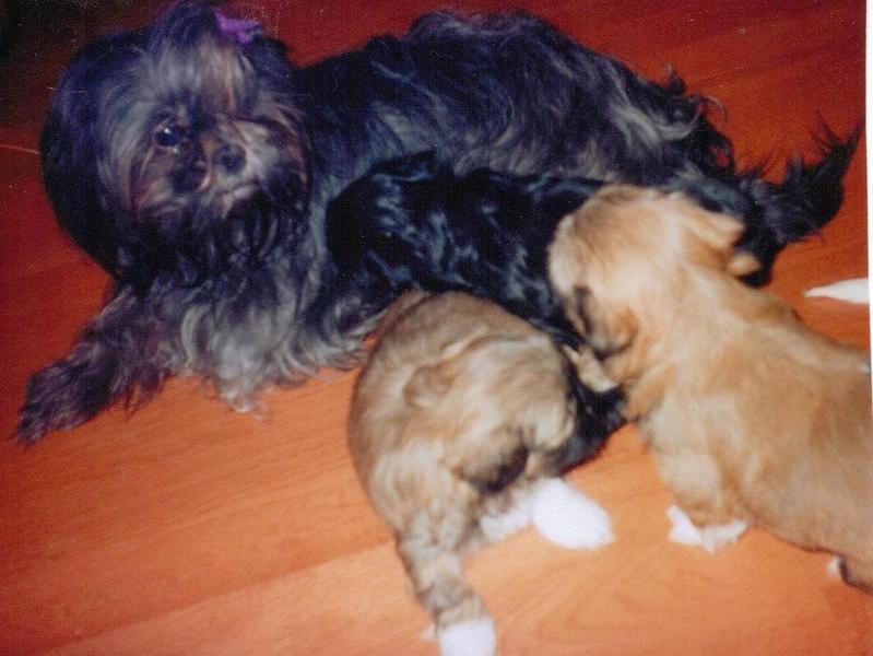 Bridgette an her pups back in 2007