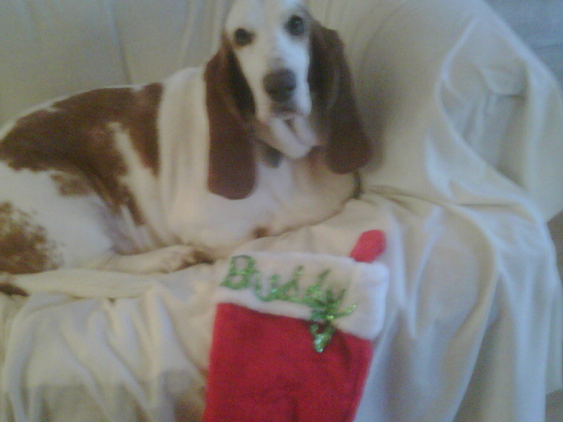 watching mamma put up Christmas tree waiting for Santa Paws