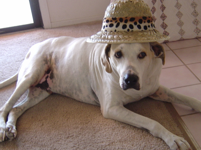 Buddy in a safari hat