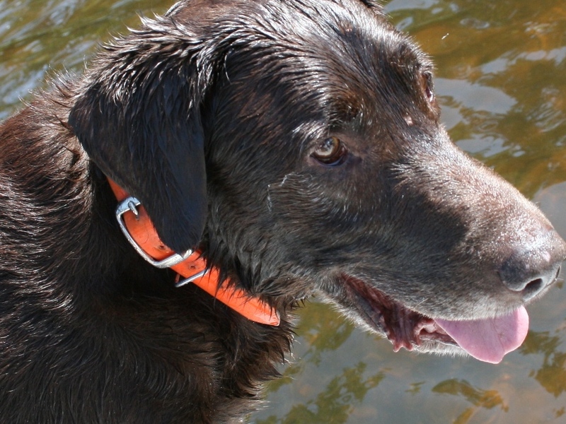 We love and miss you, Roscoe!