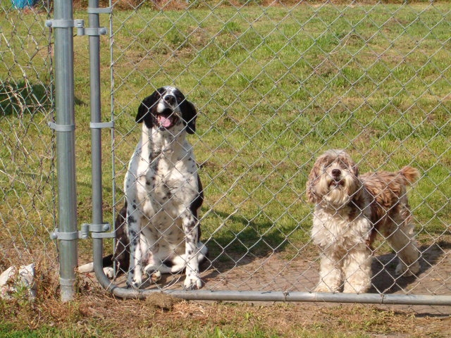 Waiting At The Gate for me to come home every day.