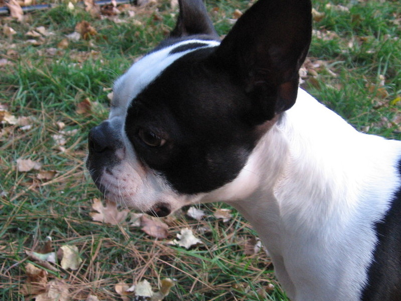 Our beautiful Greta loving her backyard.
