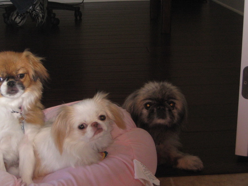 Alexsandra, Isabella and Brae guarding Daddy's office