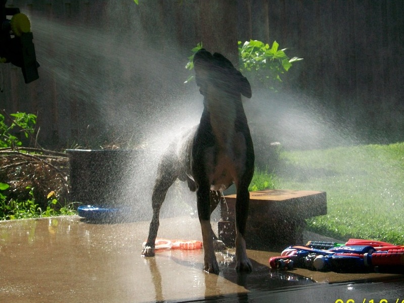 Bruno LOVED the water