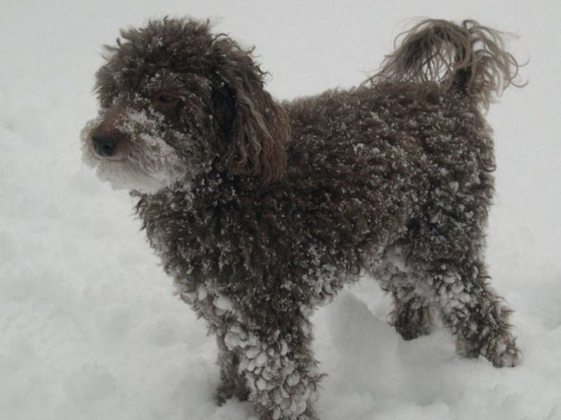 Cango playing in the snow