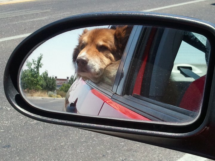 Bear loved a car ride!