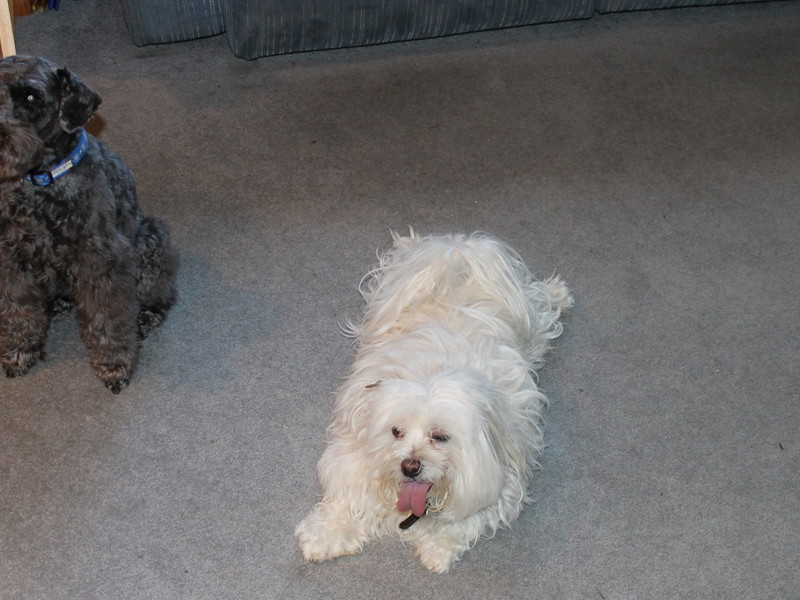 Casper and his first doggy friend in Seattle