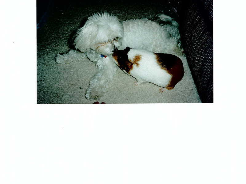 Casper & guinea pig, Kaipo