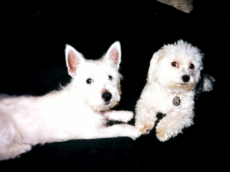 Puppy Cassie & Foster