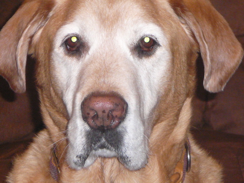 135 lbs of love <3