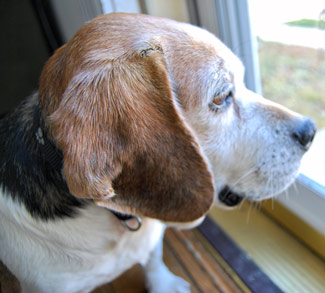 I will really miss his curled lip that looked like a smile and those soft brown ears I loved to stroke