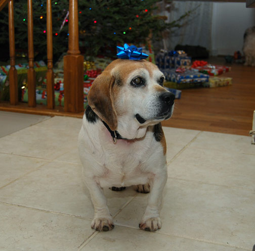 Chaos' first Christmas with us, the best present ever!