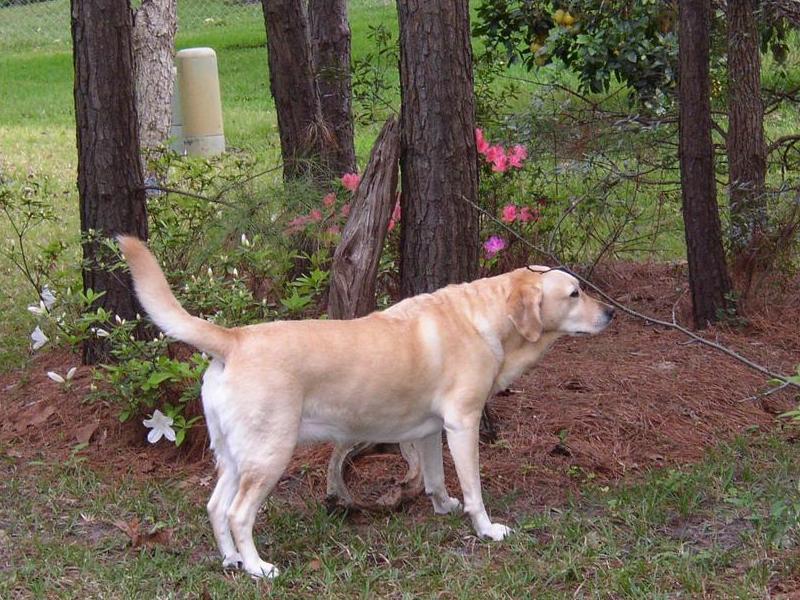 On the hunt in the back yard 2003