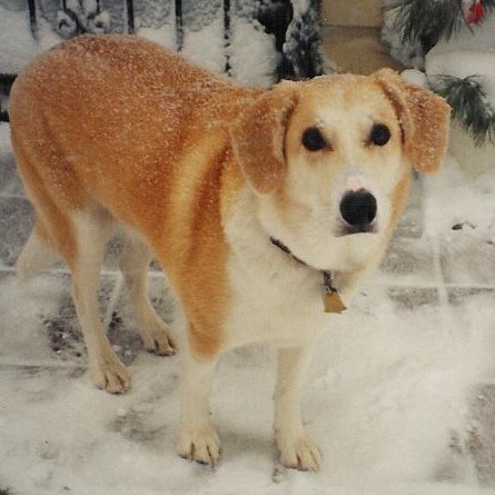 Christmas snow