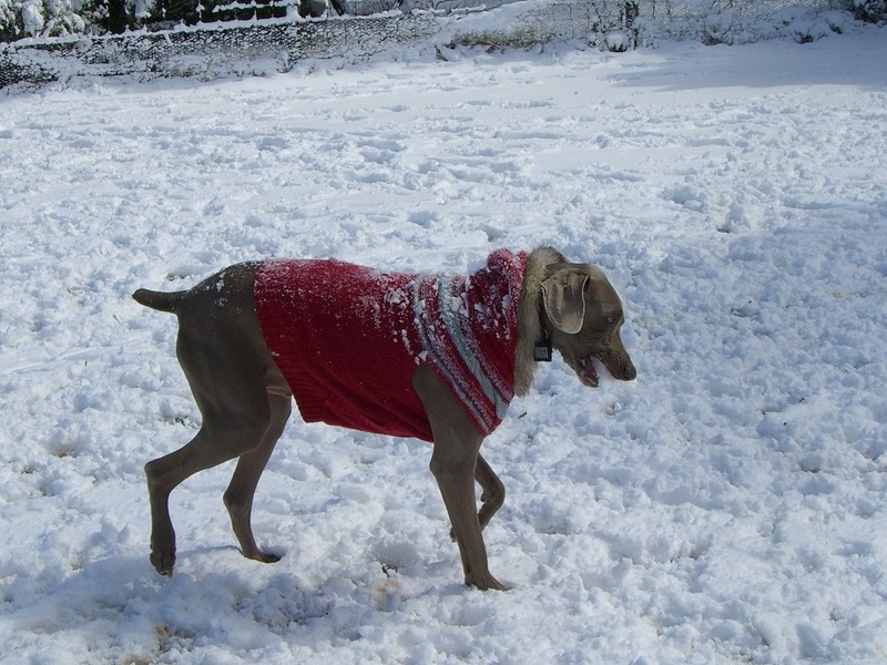 eating snow in his sweater