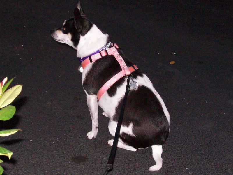 Molly sitting in the drive at night looking for 