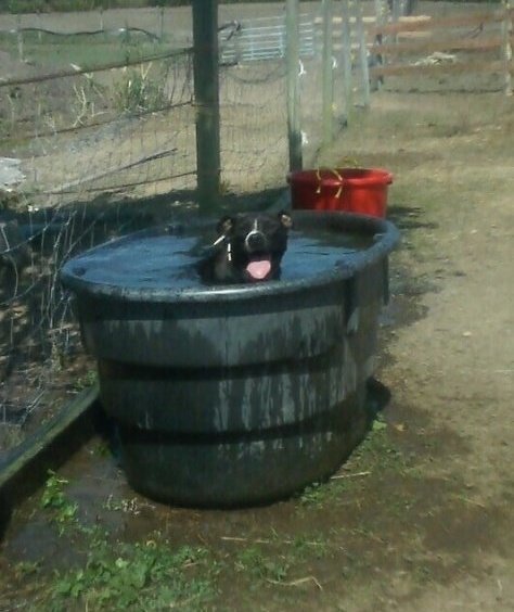 Darla Cooling Off Happy as Ever!