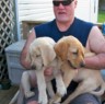 BRUTUS WITH HIS SISTER BAILY & FRIEND GRIF