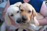 BRUTUS IS TO THE RIGHT WITH HIS SISTER BAILY