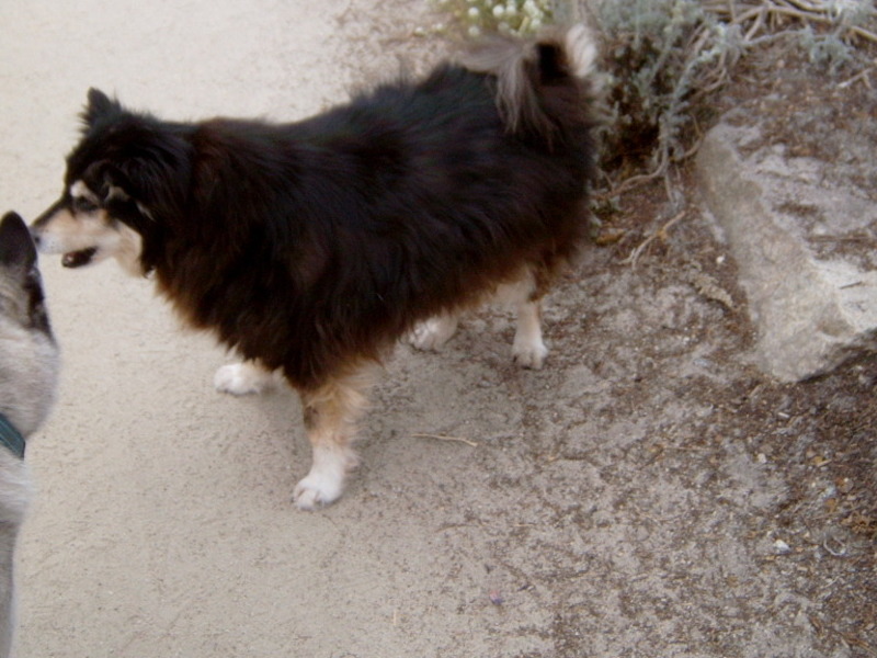 At Carmel Beach playing with Nica the Husky