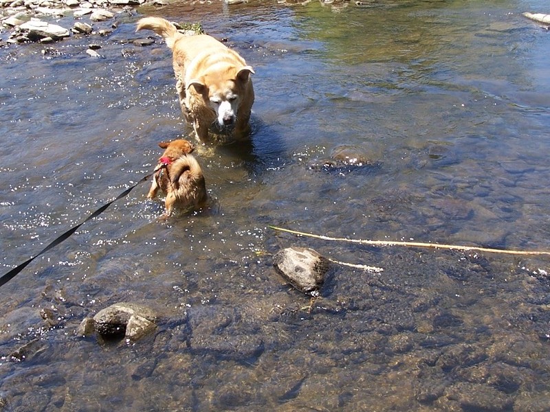 Almond and Zoey in the Creek fourth of July 2011