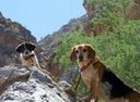 mountain dogs