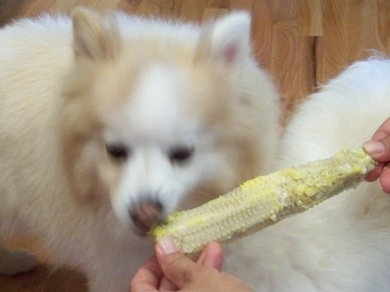 She loved to eat corn on the cob