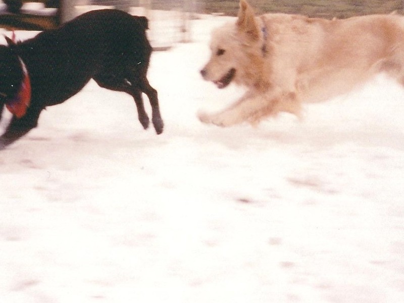 Best friends-together again!