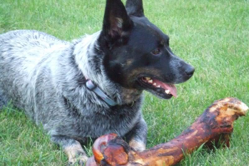 I love this photo of him relaxing with his bone