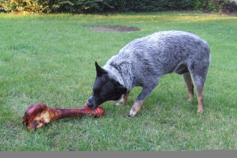 He loved this huge bone, chewed on it all week