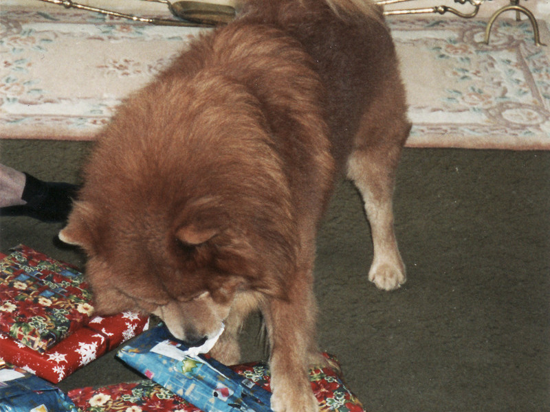Cyrus opening his Christmas presents