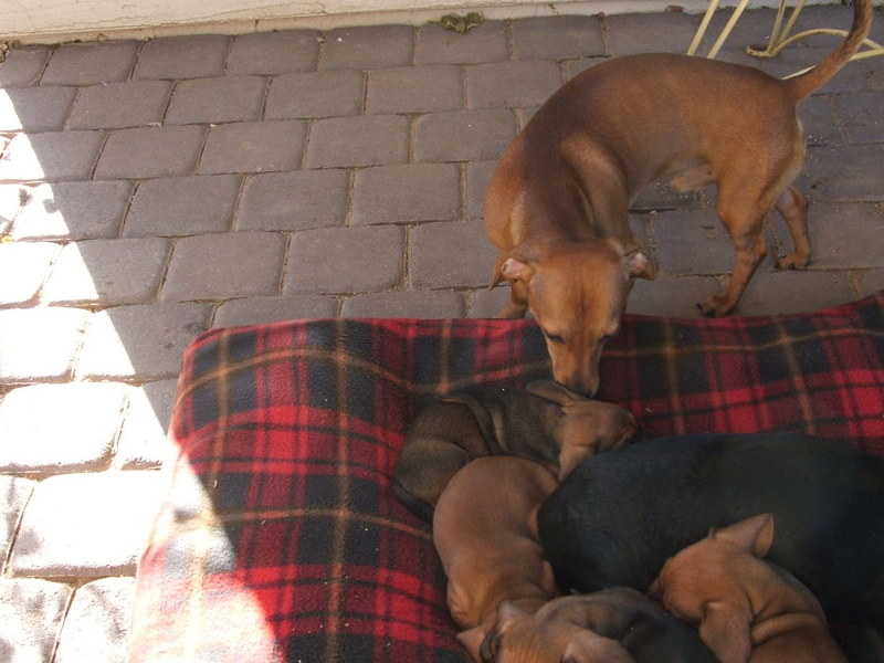 puppy and george and first litter she had in  jan 2009