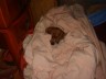 Loved to burrow